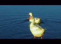 Ducks at the park.